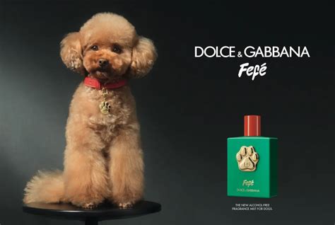 dolce and gabbana pet dog perfume.